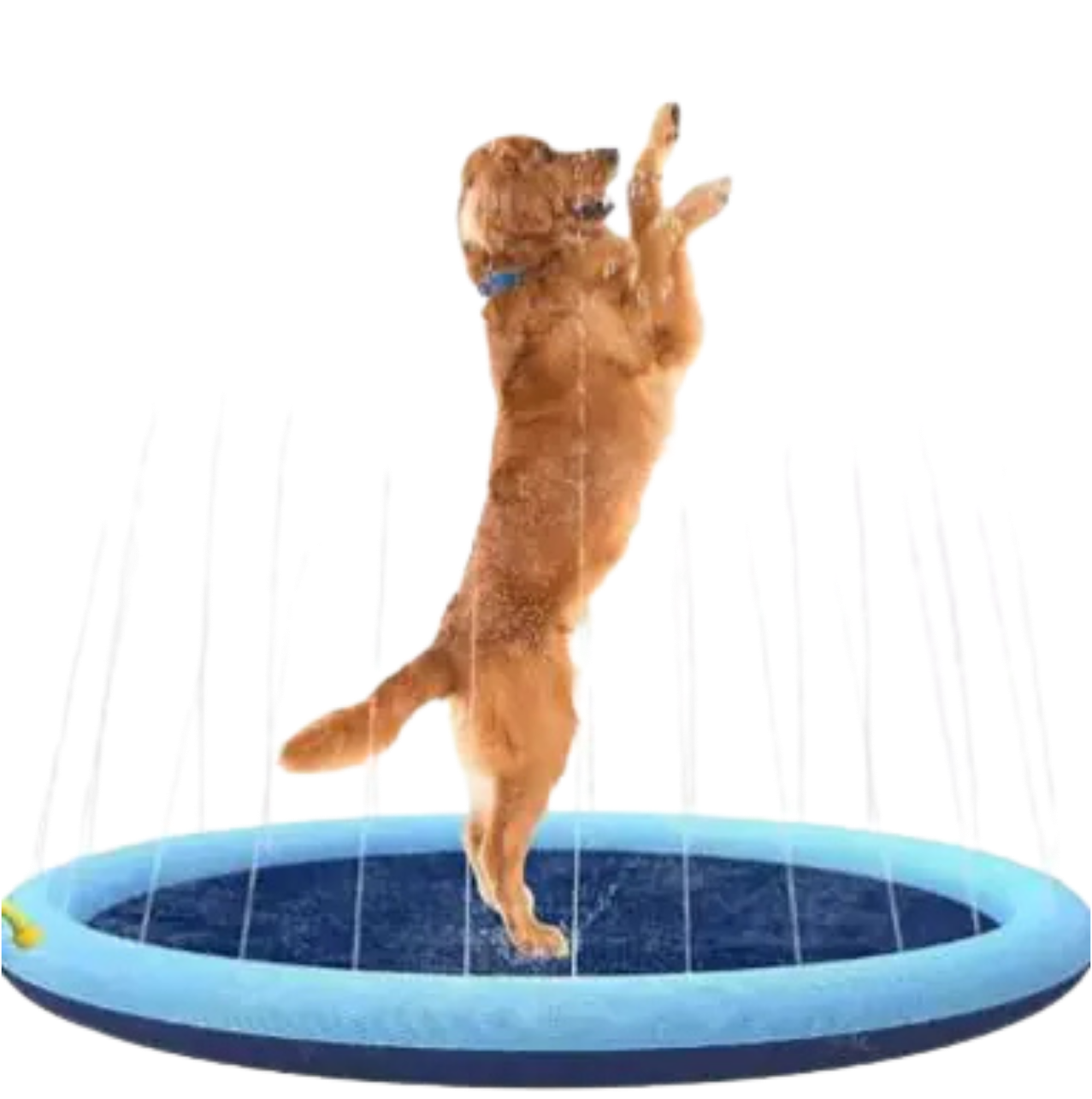 SplashPet